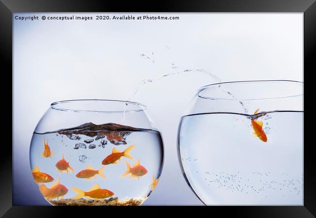 A Goldfish jumping out of a small crowded bowl  Framed Print by conceptual images