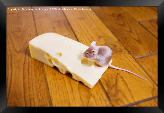 A mouse feeding on a piece of cheese Framed Print by conceptual images