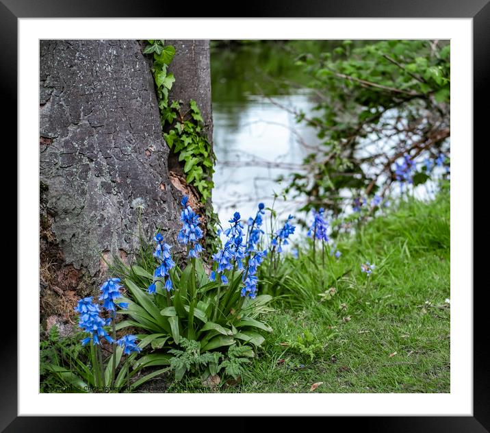 Riverside Bluebells Framed Mounted Print by Chris Yaxley