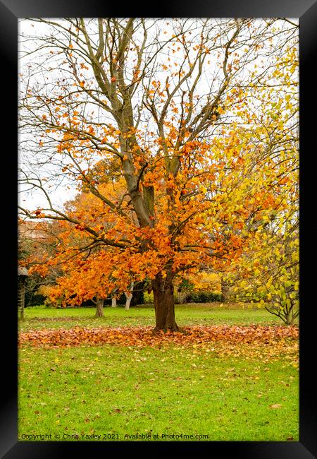 Bare tree in autumn in Cambridge Botanical Gardens Framed Print by Chris Yaxley