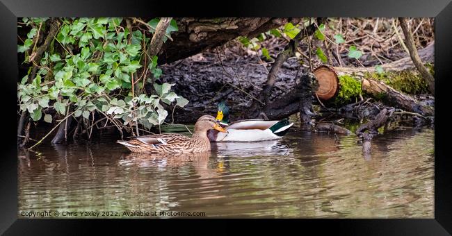 Wild ducks Framed Print by Chris Yaxley