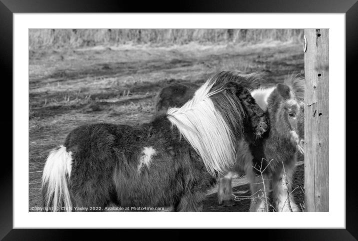 Shetland ponies in a paddock Framed Mounted Print by Chris Yaxley