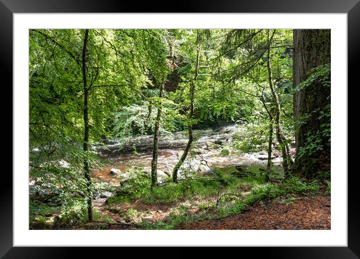 Dunkeld Hermitage forest, Perthshire Framed Mounted Print by Chris Yaxley