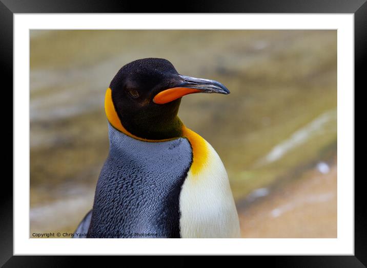 Emperor penguin Framed Mounted Print by Chris Yaxley