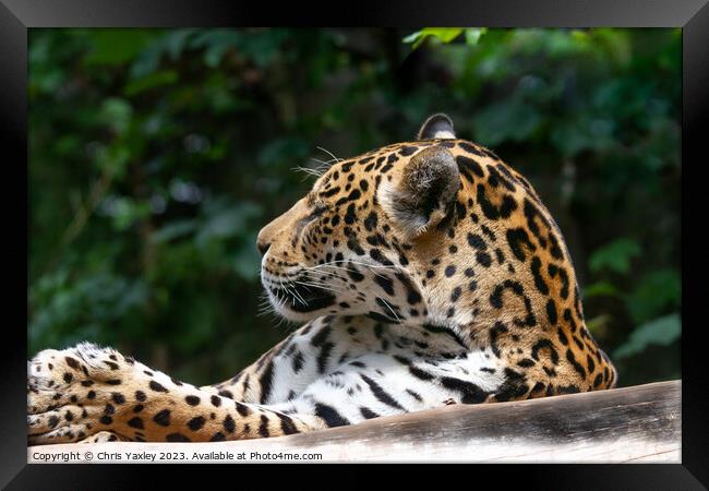 Spotted leopard Framed Print by Chris Yaxley