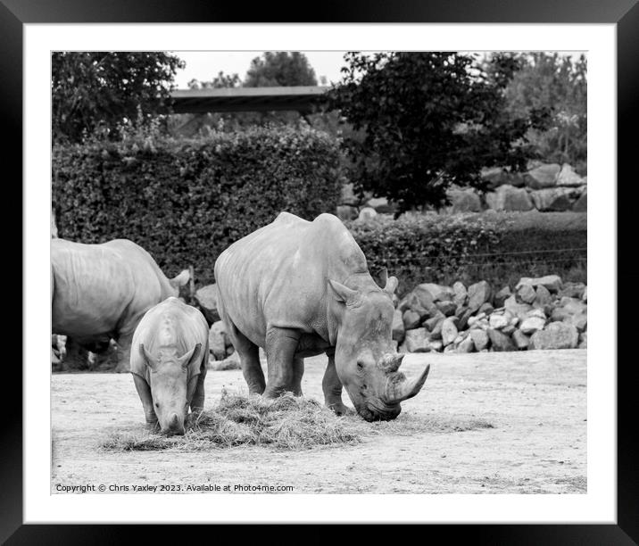 Mother and baby rhinoceros eating Framed Mounted Print by Chris Yaxley