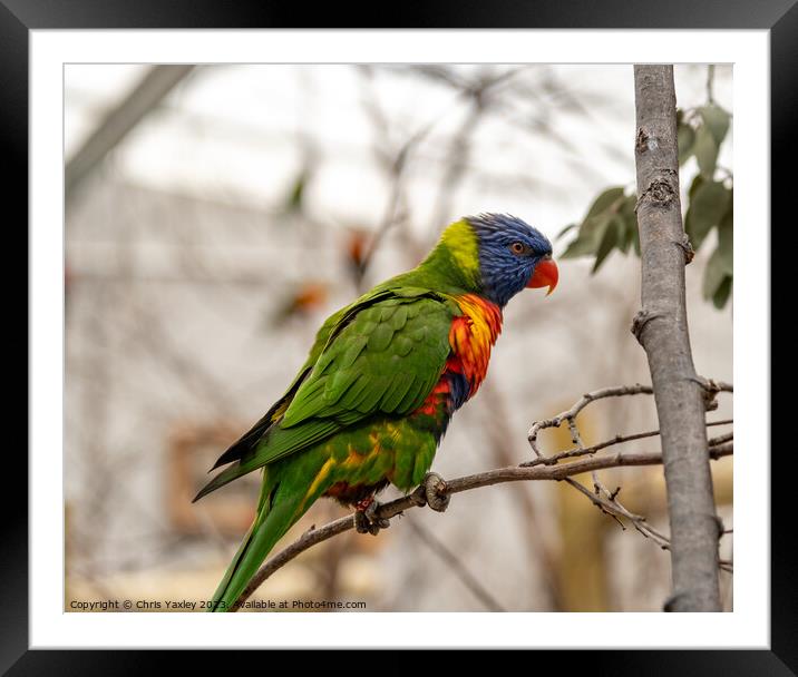 Rainbow lorikeet perched in a tree Framed Mounted Print by Chris Yaxley