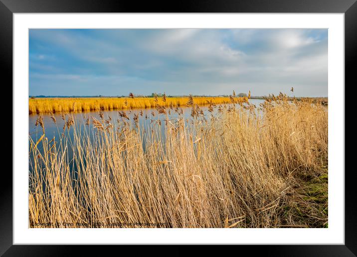 Golden reeds along the River Yare Framed Mounted Print by Chris Yaxley