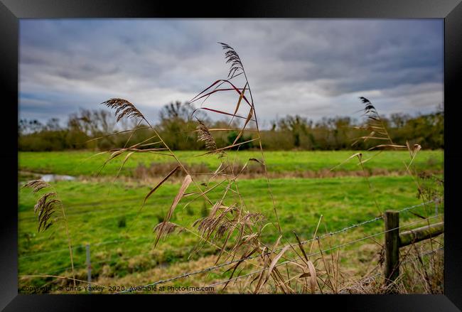 Grass reeds in the Norfolk countryside Framed Print by Chris Yaxley