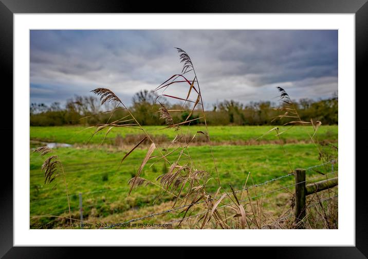 Grass reeds in the Norfolk countryside Framed Mounted Print by Chris Yaxley