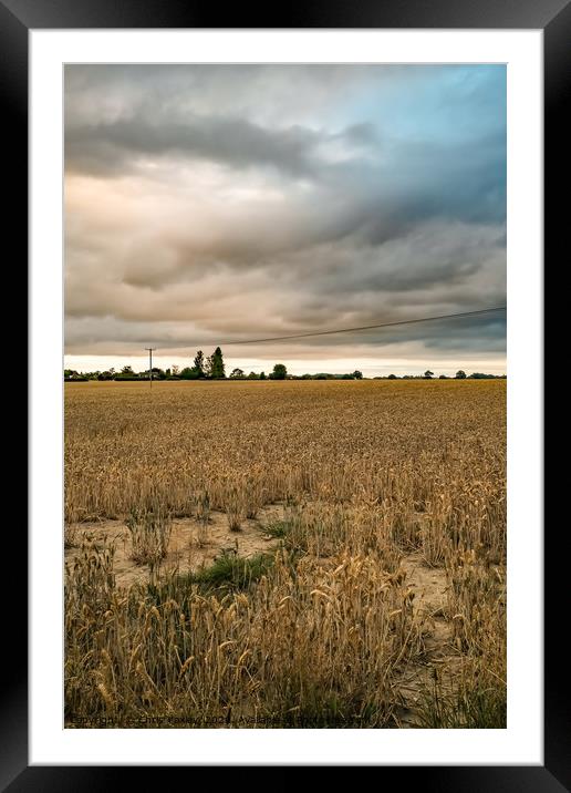 Storm clouds over the cornfield Framed Mounted Print by Chris Yaxley