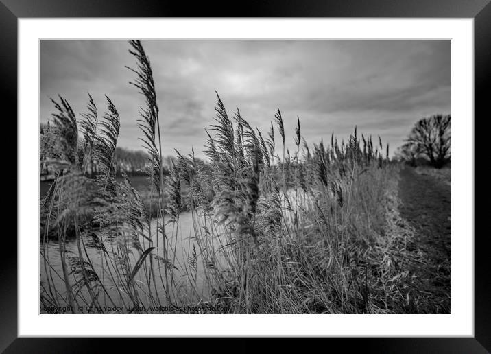 Riverside reeds bw Framed Mounted Print by Chris Yaxley