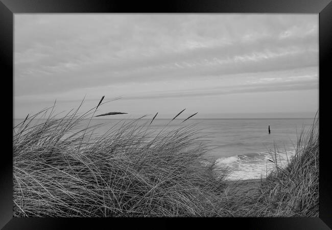 In the sand dunes on the North Norfolk coast bw Framed Print by Chris Yaxley