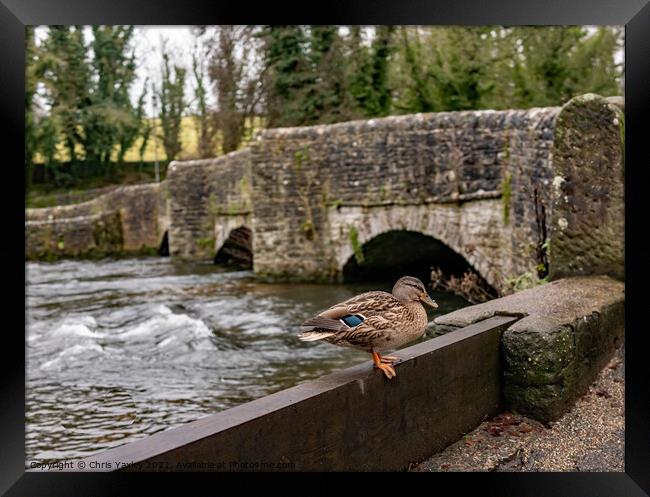 Mallard duck on the River Wye, Ashford in the Water  Framed Print by Chris Yaxley