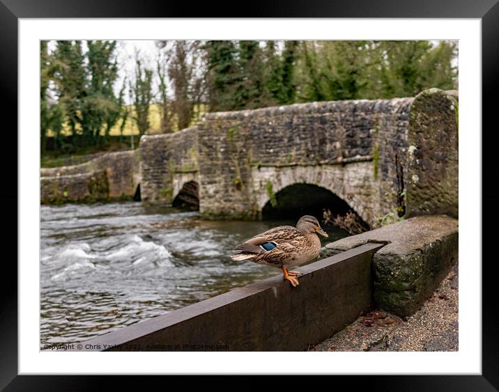 Mallard duck on the River Wye, Ashford in the Water  Framed Mounted Print by Chris Yaxley