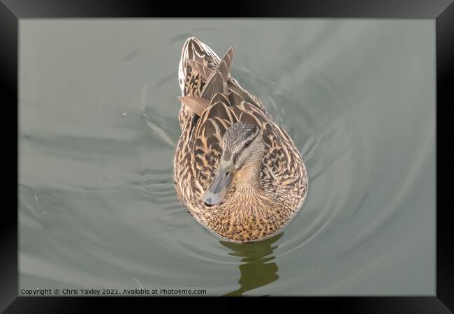 A hen or mallard duck swimming along the River Bure, Horning Framed Print by Chris Yaxley