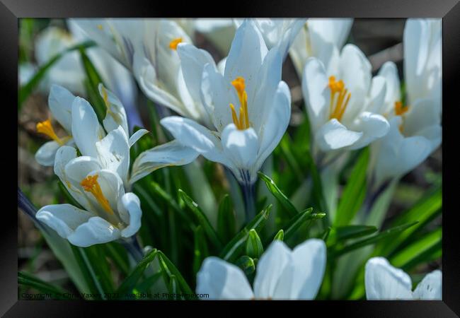 A close up of white crocus flowers growing wild in rural Norfolk Framed Print by Chris Yaxley