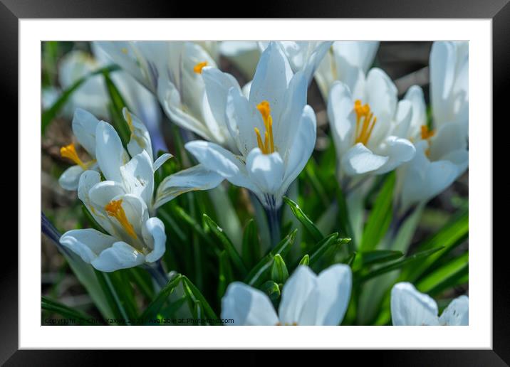 A close up of white crocus flowers growing wild in rural Norfolk Framed Mounted Print by Chris Yaxley