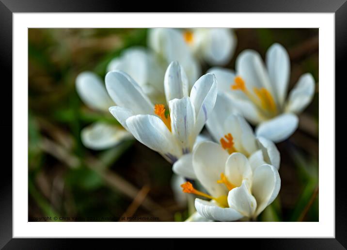 Wild white crocus Framed Mounted Print by Chris Yaxley