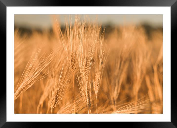 Ears of wheat Framed Mounted Print by Vladimir Rey