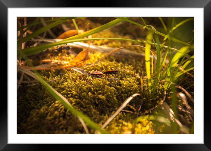 Two bugs Pyrrhocoridae on the grass Framed Mounted Print by Vladimir Rey