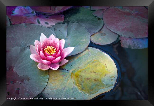Pink waterlily or lotus flower in pond Framed Print by Laurent Renault