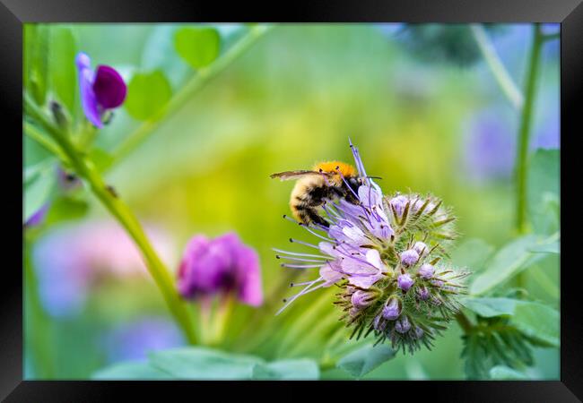 Carder bee collecting pollen Framed Print by Laurent Renault