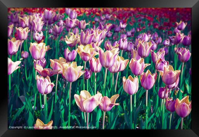 Surreal purple tulip field Framed Print by Laurent Renault
