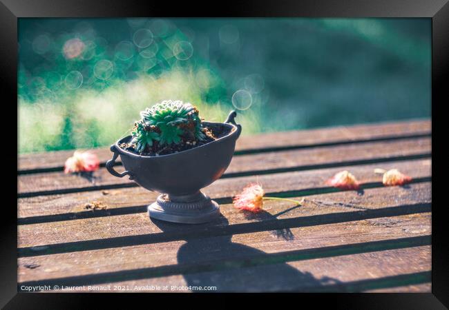 Succulent on a wooden garden table in an oneiric atmosphere Framed Print by Laurent Renault