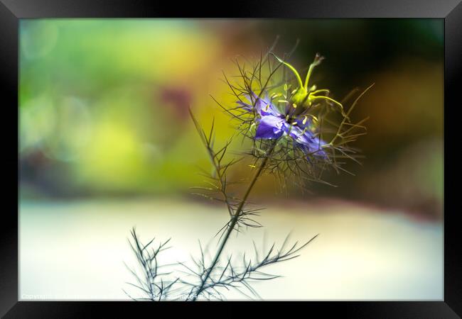 Love-in-a-mist blue flower - Nigella damascena Framed Print by Laurent Renault