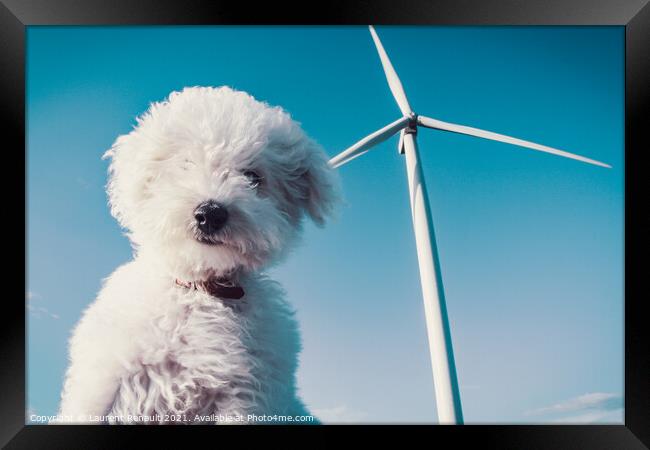 White dog and wind turbine for a clean concept Framed Print by Laurent Renault