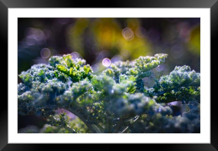 Kale cabbage growing in the garden Framed Mounted Print by Laurent Renault