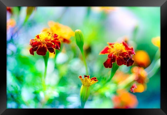 Tagetes Marigold Flower blooming in the garden Framed Print by Laurent Renault