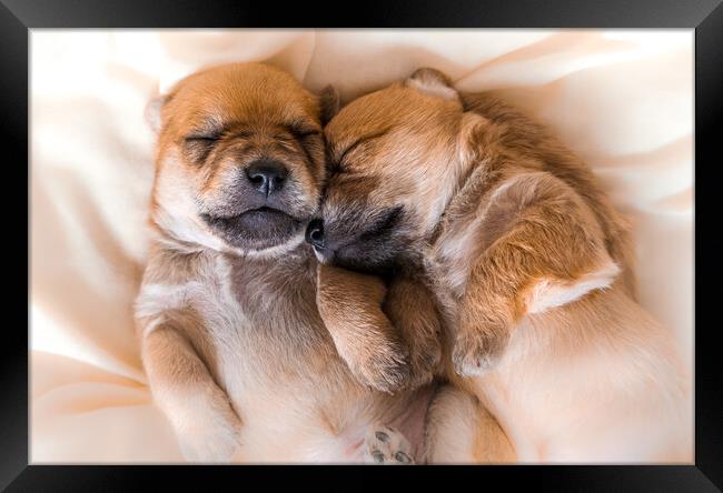 Cuddly newborn puppies in sweet dreams Framed Print by Laurent Renault