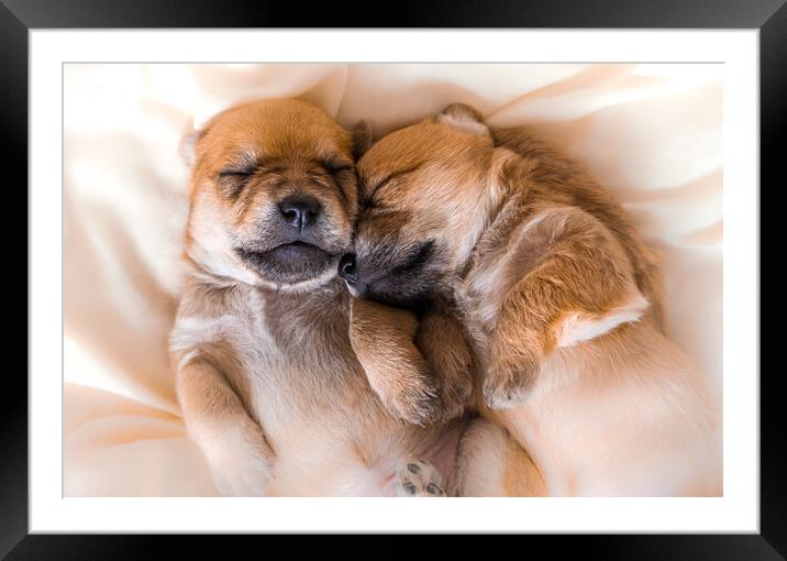 Cuddly newborn puppies in sweet dreams Framed Mounted Print by Laurent Renault
