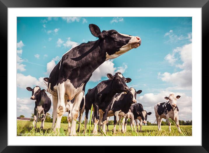 Holstein cows in a meadow Framed Mounted Print by Laurent Renault