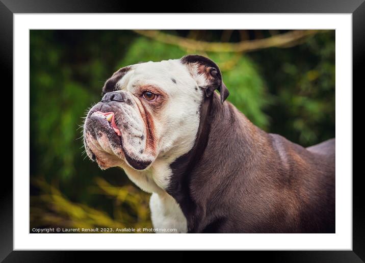 Old English bulldog in nature Framed Mounted Print by Laurent Renault