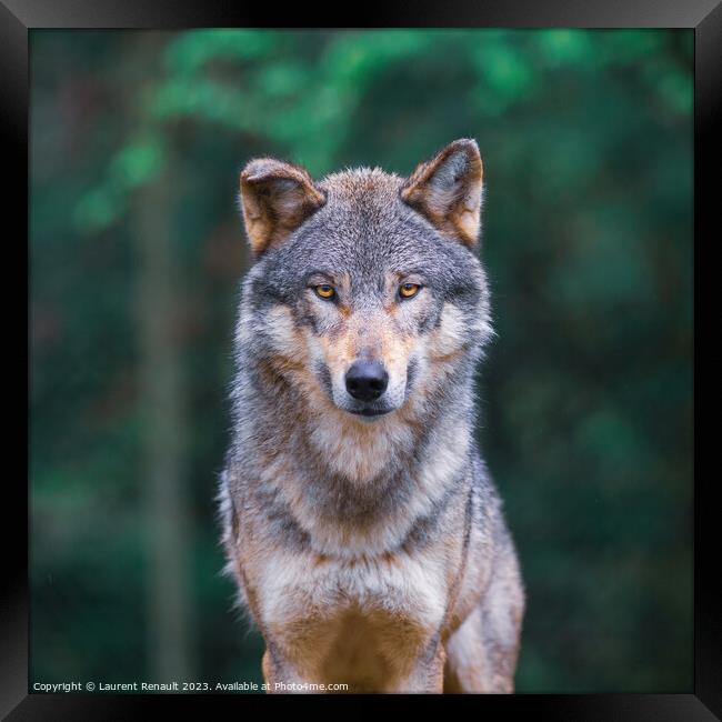 Grey wolf (Canis Lupus) looking straight in the forest Framed Print by Laurent Renault