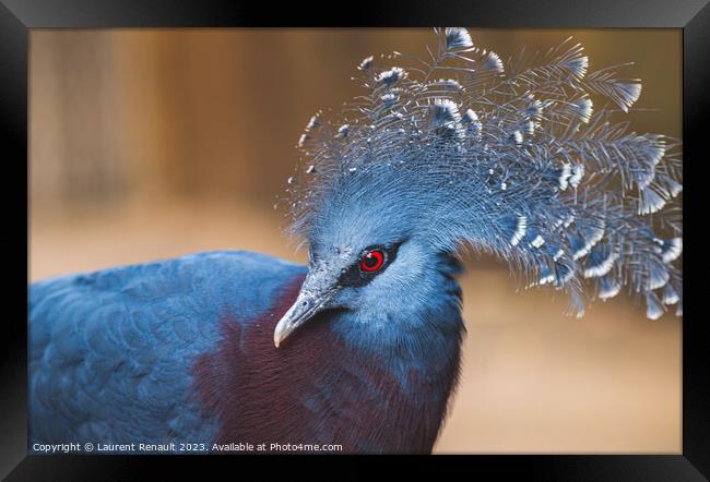 Victoria crowned-pigeon exotic bird Framed Print by Laurent Renault