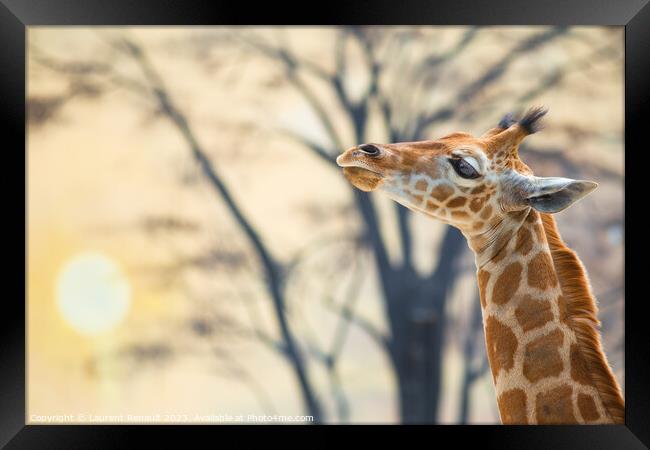 Young giraffe against trees and the backdrop of sunset Framed Print by Laurent Renault