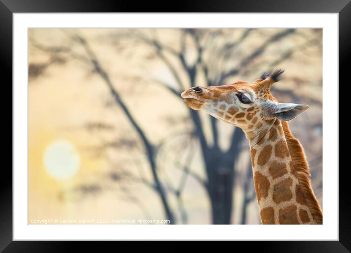 Young giraffe against trees and the backdrop of sunset Framed Mounted Print by Laurent Renault