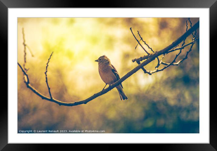 Sparrow bird perched on tree branch. Real photography Framed Mounted Print by Laurent Renault