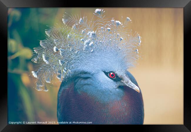 Victoria crowned-pigeon exotic bird Framed Print by Laurent Renault