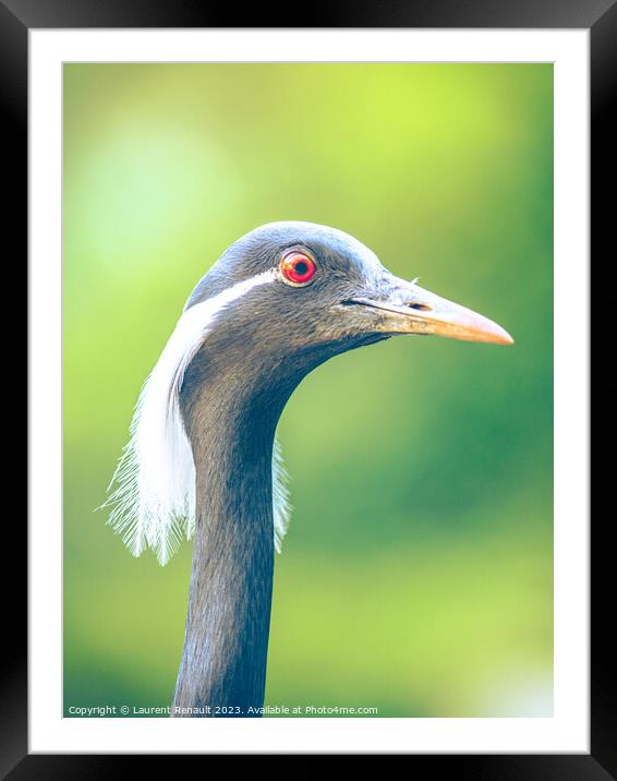 Portrait of The demoiselle crane (Grus virgo) (Grus virgo) Framed Mounted Print by Laurent Renault