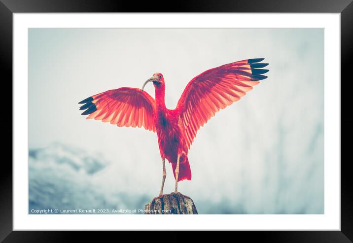 Majestic red bird, Scarlet Ibis Eudocimus ruber, outstretched re Framed Mounted Print by Laurent Renault