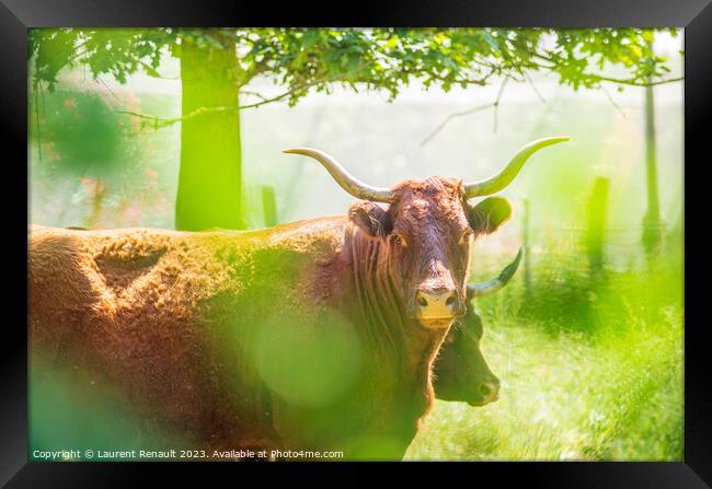 Red Salers cows observed through enlighted foliage, real photogr Framed Print by Laurent Renault