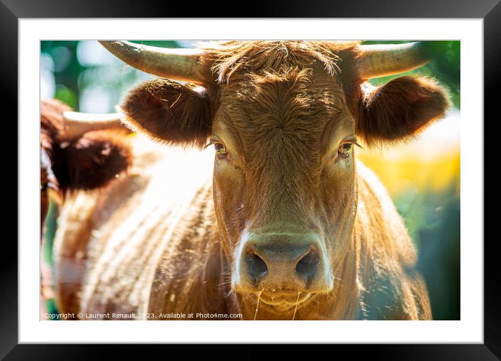 Portrait of expressive red Salers or Limousine cow looking strai Framed Mounted Print by Laurent Renault