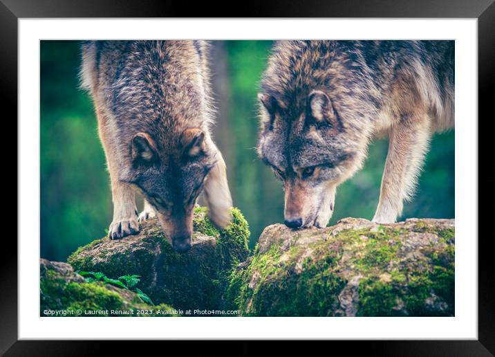 Two grey wolf (Canis Lupus) watching a prey in the forest. Photo Framed Mounted Print by Laurent Renault