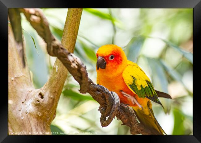 Closeup of sun parakeet or sun conure. Photography taken in Fran Framed Print by Laurent Renault