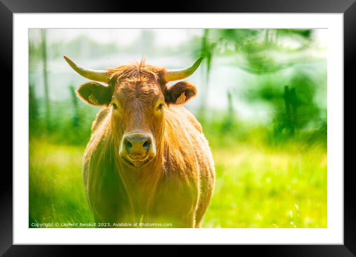 Portrait of red Salers or Limousine cow. Photography taken in Fr Framed Mounted Print by Laurent Renault